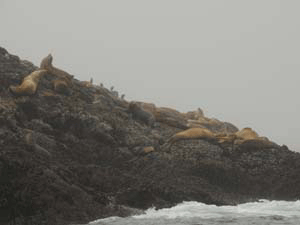 Stellar Sealions in CA