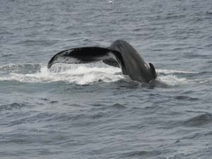 Humpback Whale in MA