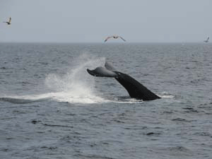 Humpback Whale in MA