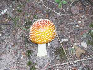 Colorful Mushroom