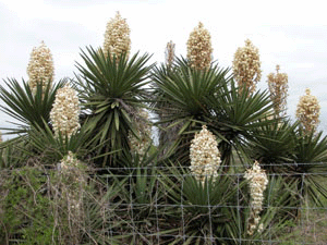 Texas Plants