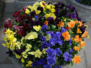 Pansies