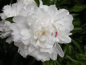 Pretty Peonies