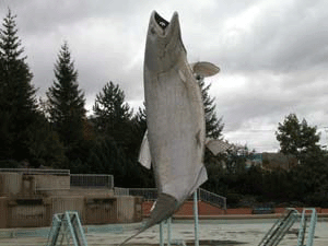 Campbellton, NB's Big Fish