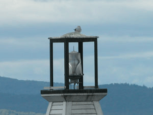 Burlington South Breakwater Lighthouse